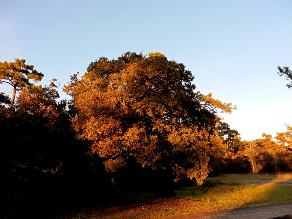 Quercus ilex L., 1753
