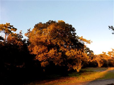 Quercus ilex L., 1753