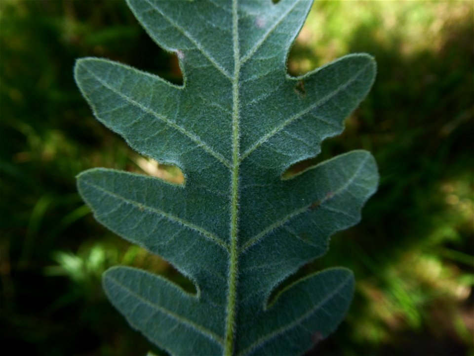 Quercus pyrenaica Willd., 1805