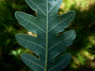 Quercus pyrenaica Willd., 1805