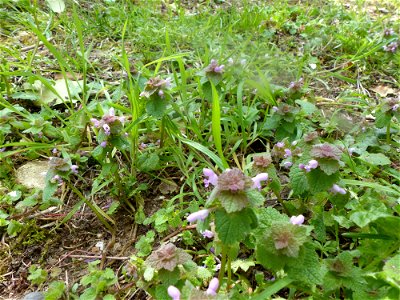 Lamium purpureum L., 1753