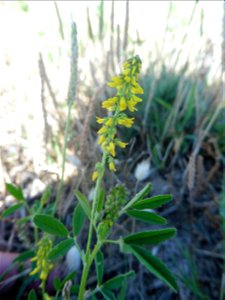 Melilotus indicus (L.) All., 1785