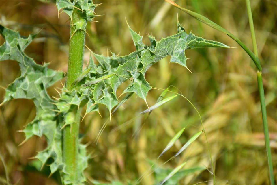 Silybum marianum (L.) Gaertn., 1791