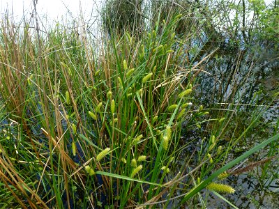 Carex vesicaria L., 1753