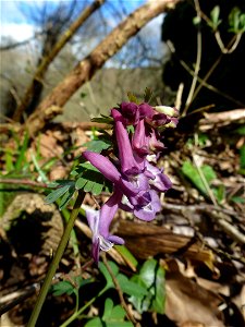 Corydalis solida (L.) Clairv., 1811