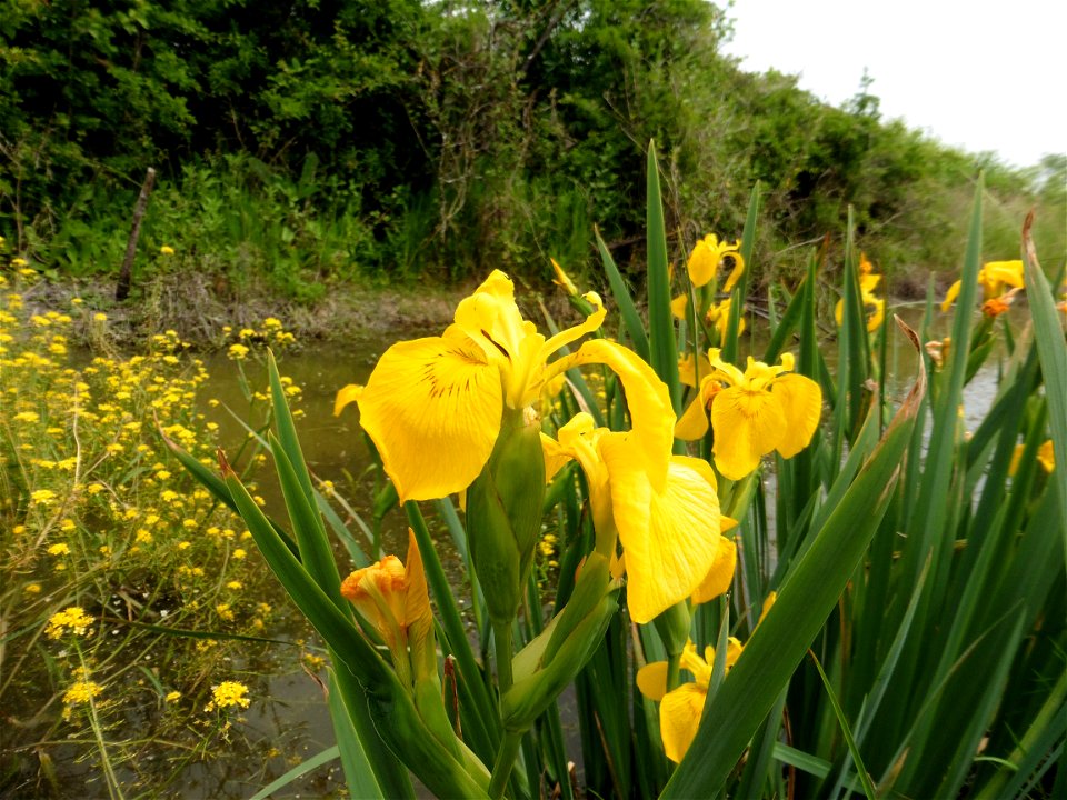 Iris pseudacorus L., 1753