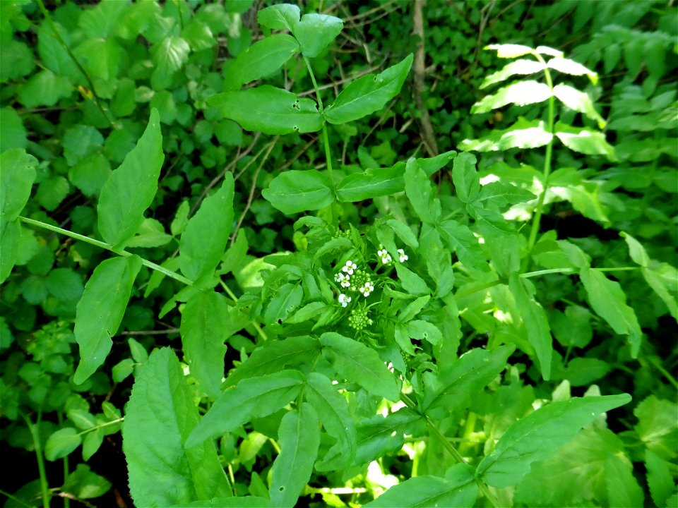 Helosciadium nodiflorum (L.) W.D.J.Koch, 1824