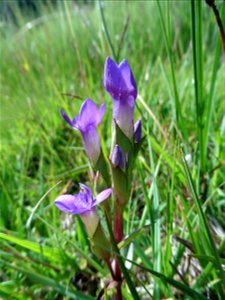 Gentianella campestris (L.) Börner, 1912