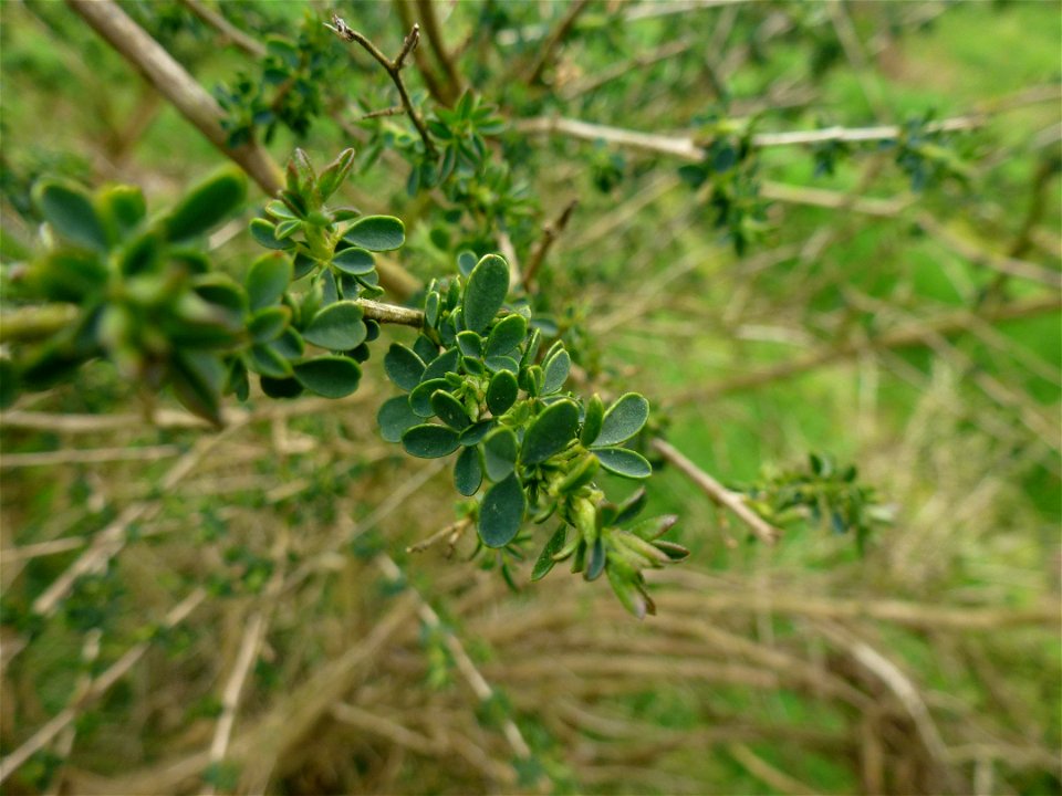 Adenocarpus complicatus (L.) J.Gay, 1836