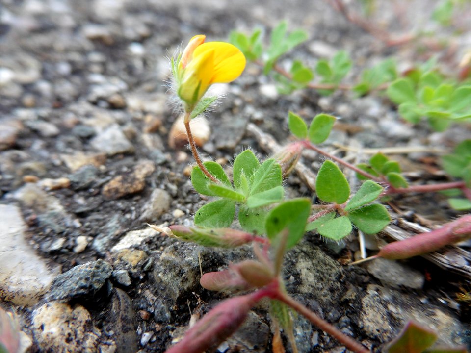 Lotus hispidus Desf. ex DC., 1805