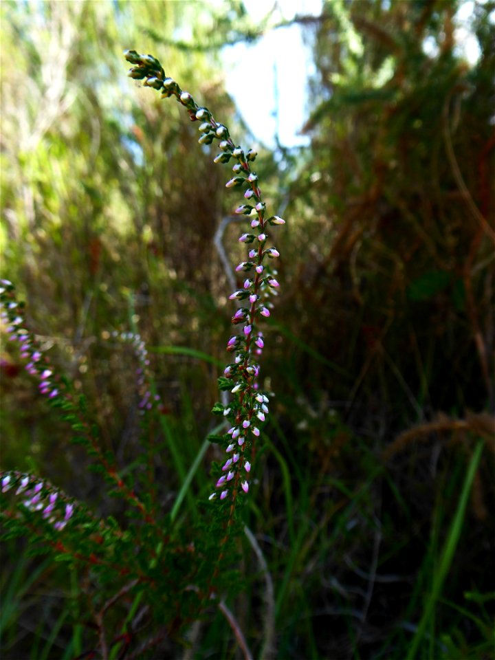 Calluna vulgaris (L.) Hull, 1808