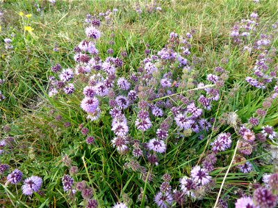 Mentha pulegium L., 1753