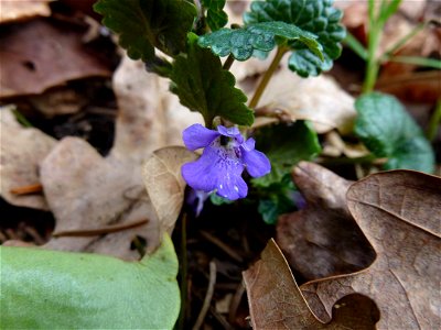 Glechoma hederacea L., 1753