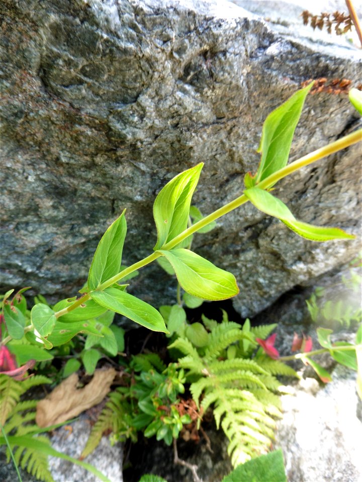Hypericum montanum L., 1755