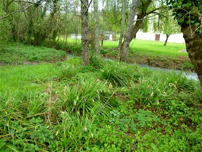 Carex pendula Huds., 1762