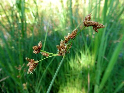 Schoenoplectus tabernaemontani (C.C.Gmel.) Palla, 1888