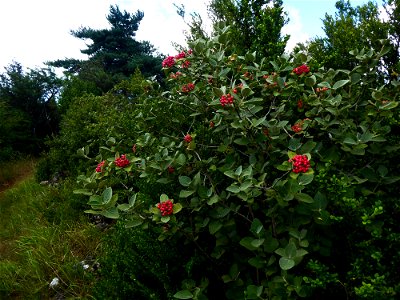 Viburnum lantana L., 1753