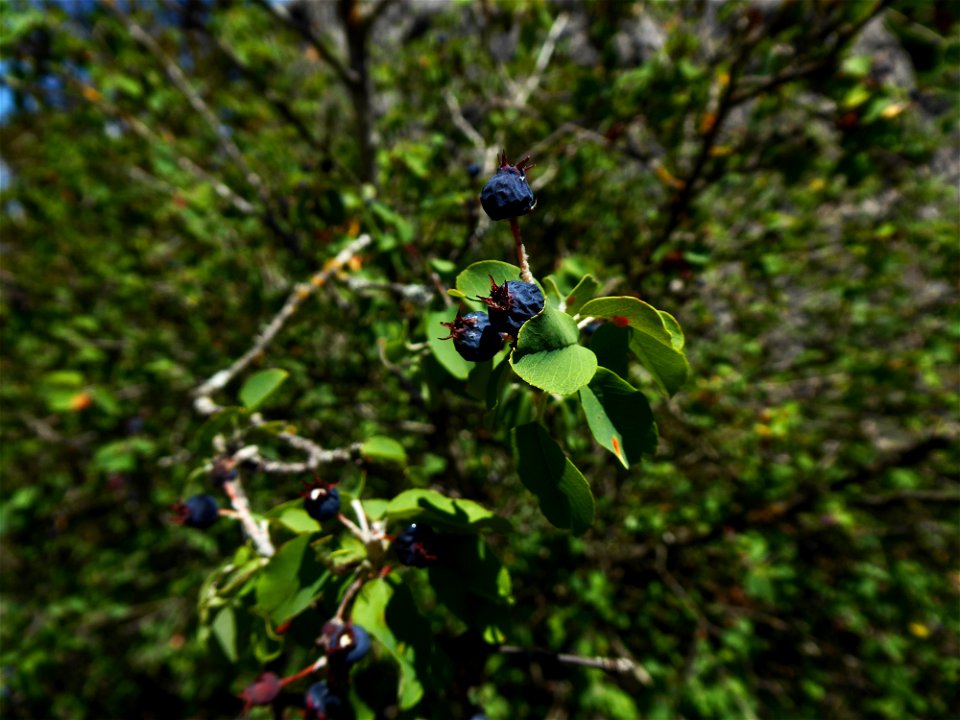 Amelanchier ovalis Medik., 1793