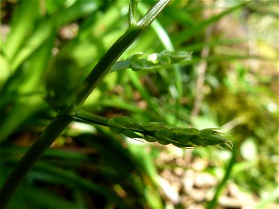 Ruscus aculeatus L., 1753