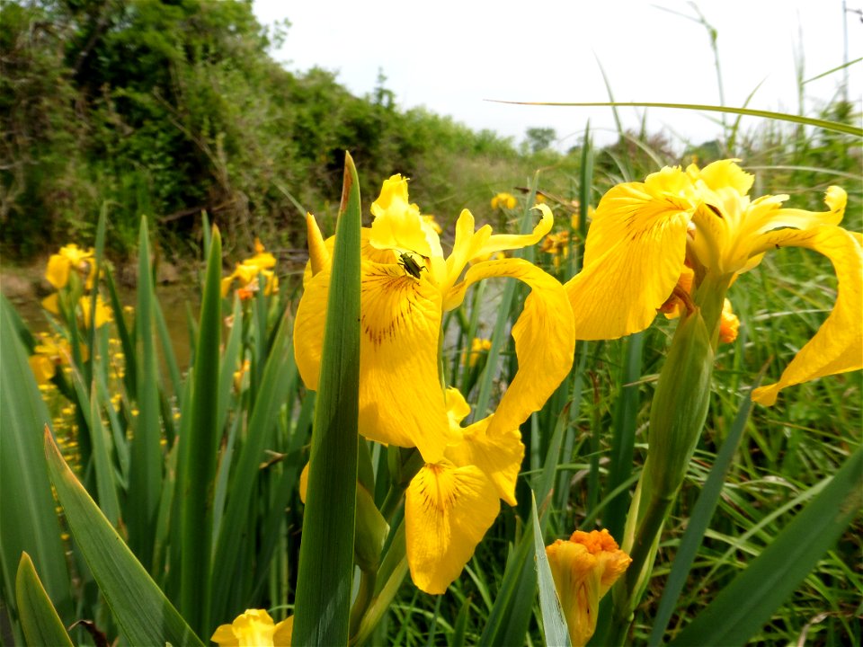 Iris pseudacorus L., 1753