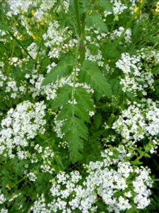 Anthriscus sylvestris (L.) Hoffm., 1814