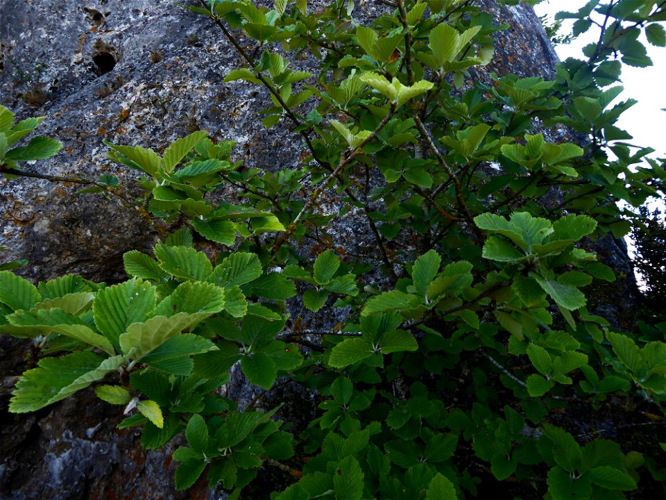 Sorbus aria (L.) Crantz, 1763