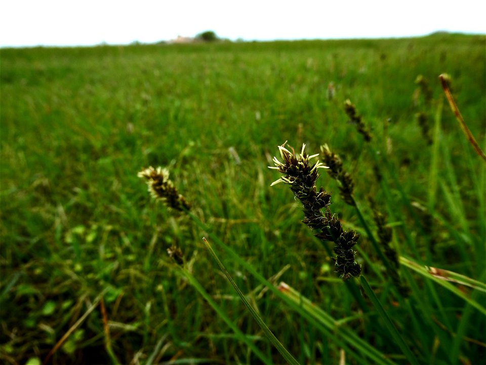Carex otrubae Podp., 1922