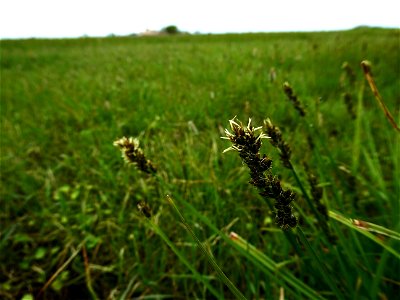 Carex otrubae Podp., 1922