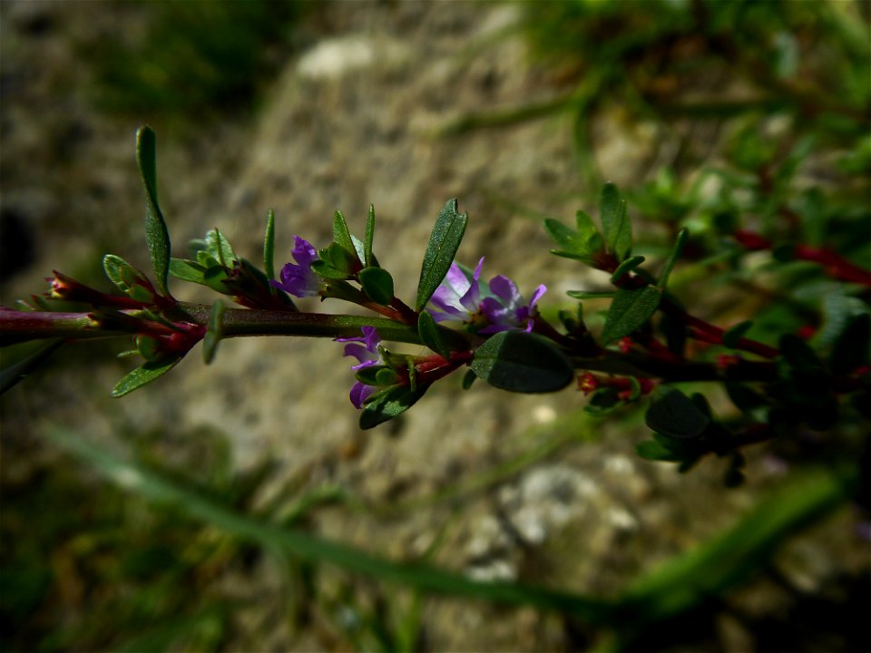 Lythrum tribracteatum Salzm. ex Spreng., 1827