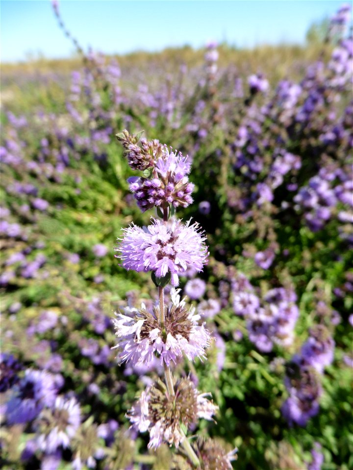 Mentha pulegium L., 1753