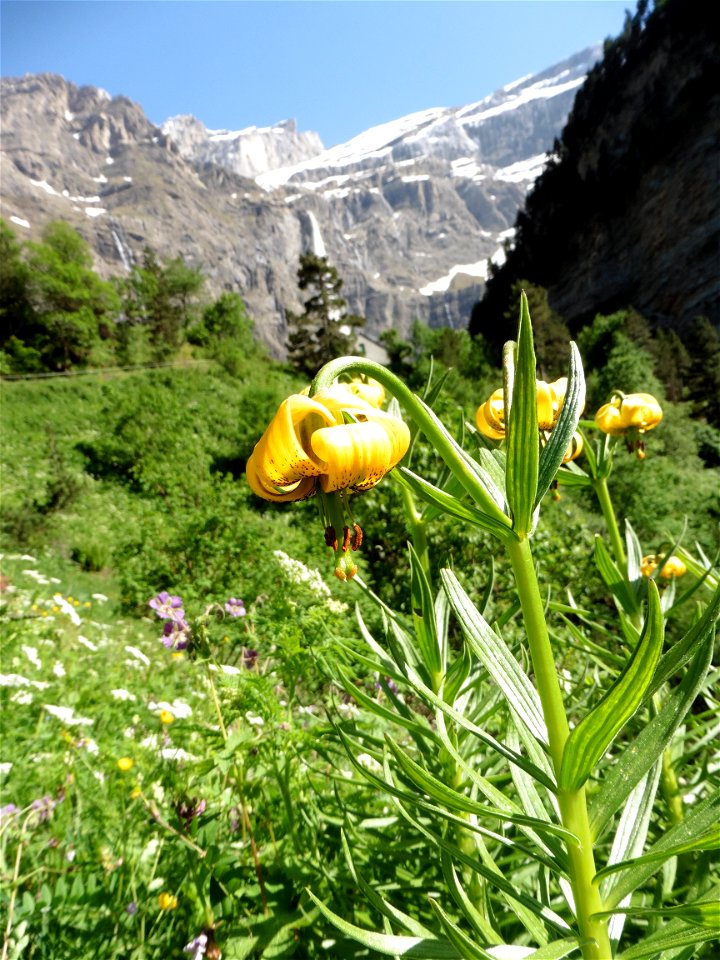 Lilium pyrenaicum Gouan, 1773