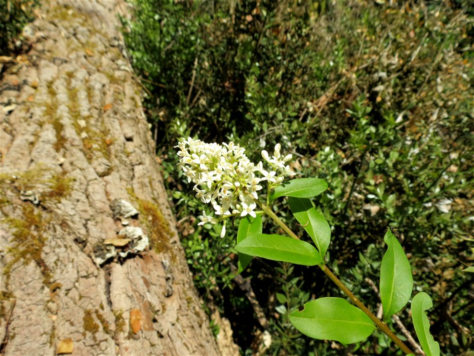 Ligustrum vulgare L., 1753