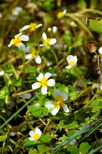Ranunculus peltatus subsp. baudotii (Godr.) Meikle ex C.D.K.Cook, 1984