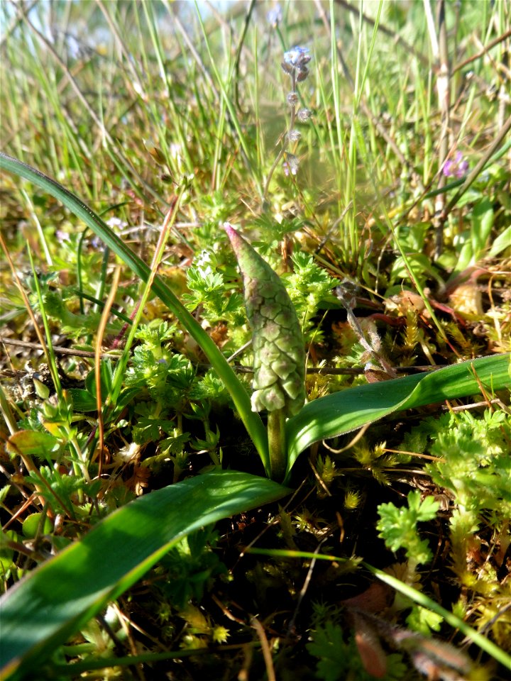 Muscari comosum (L.) Mill., 1768
