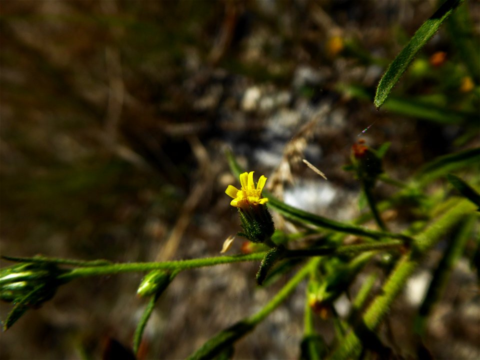 Dittrichia graveolens (L.) Greuter, 1973