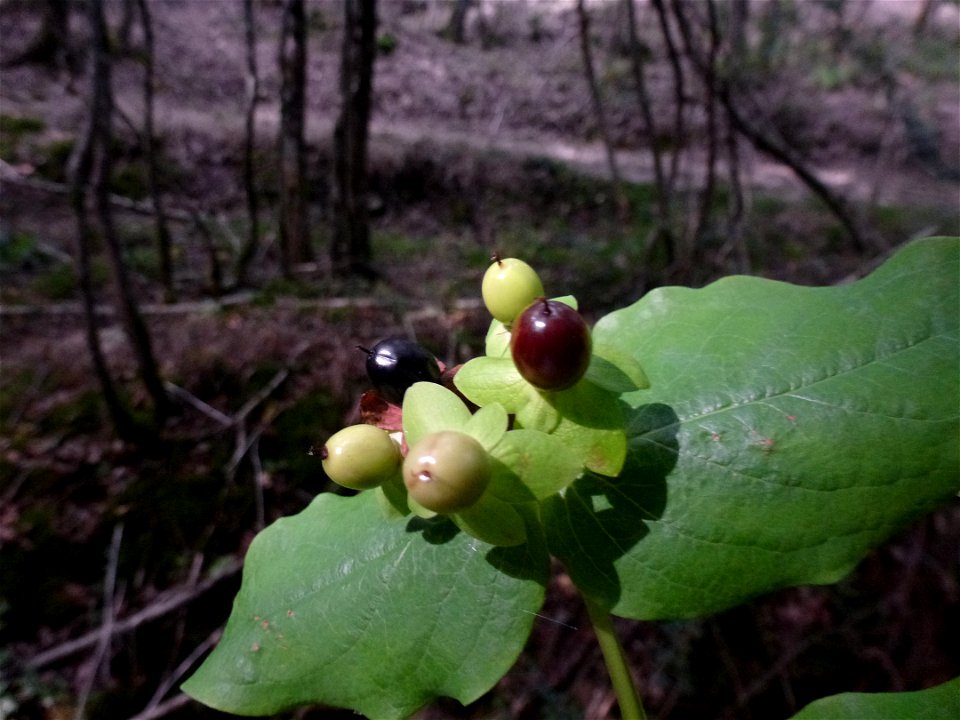 Hypericum androsaemum L., 1753