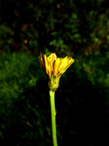 Hypochaeris radicata L., 1753