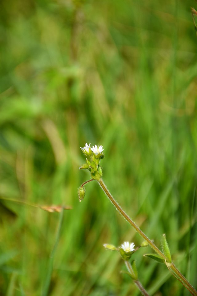 Cerastium glomeratum Thuill., 1799