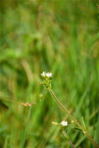 Cerastium glomeratum Thuill., 1799