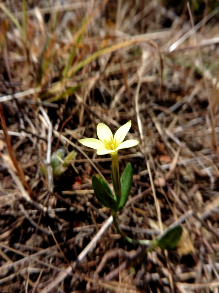 Centaurium maritimum (L.) Fritsch, 1907
