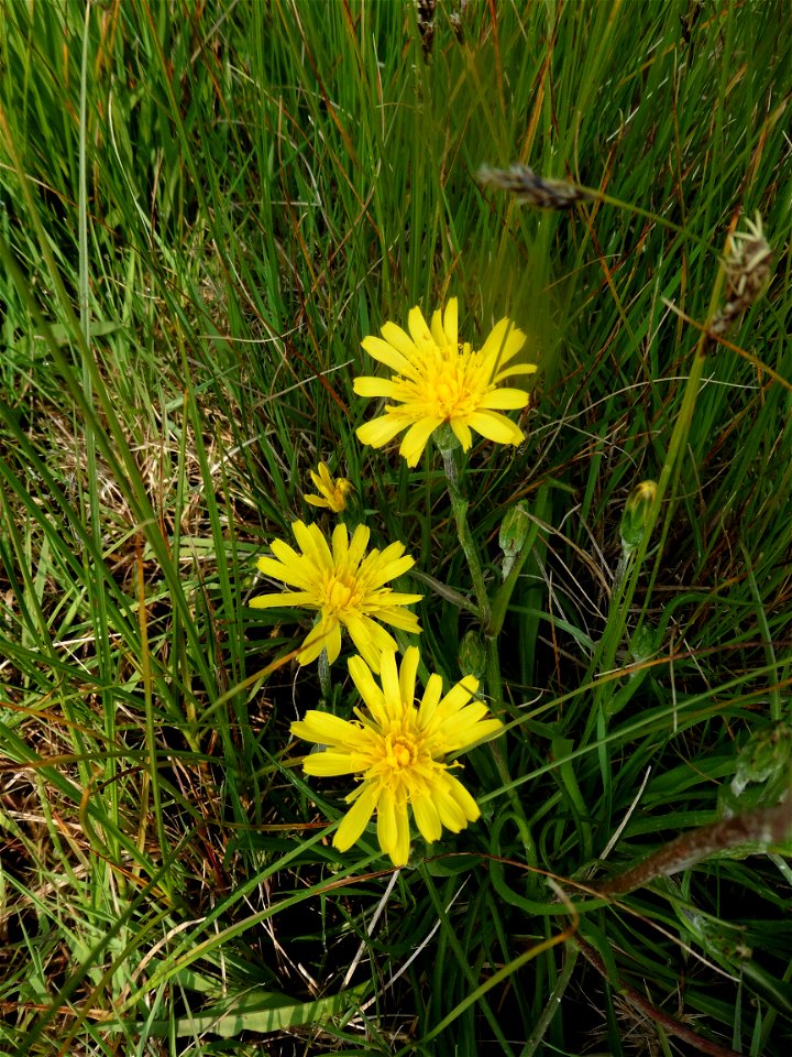 Scorzonera humilis L., 1753