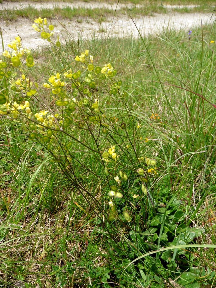 Biscutella guillonii Jord., 1864