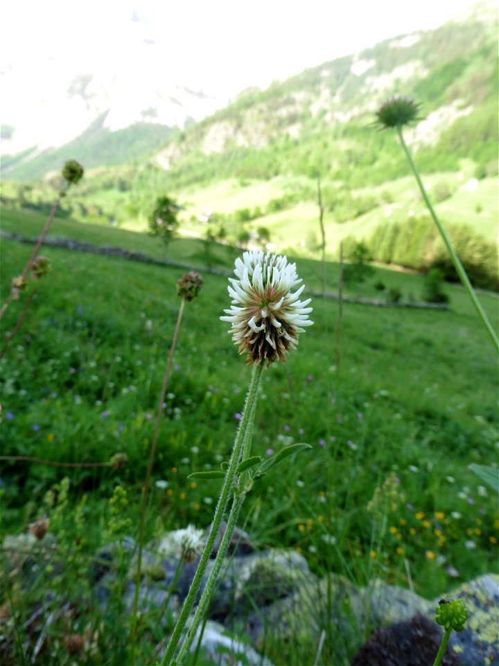 Trifolium montanum L., 1753
