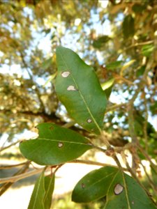 Quercus ilex L., 1753