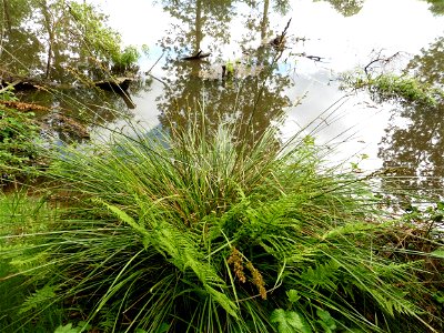 Carex paniculata L., 1755