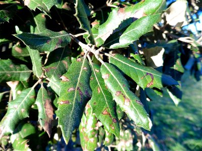 Quercus ilex L., 1753