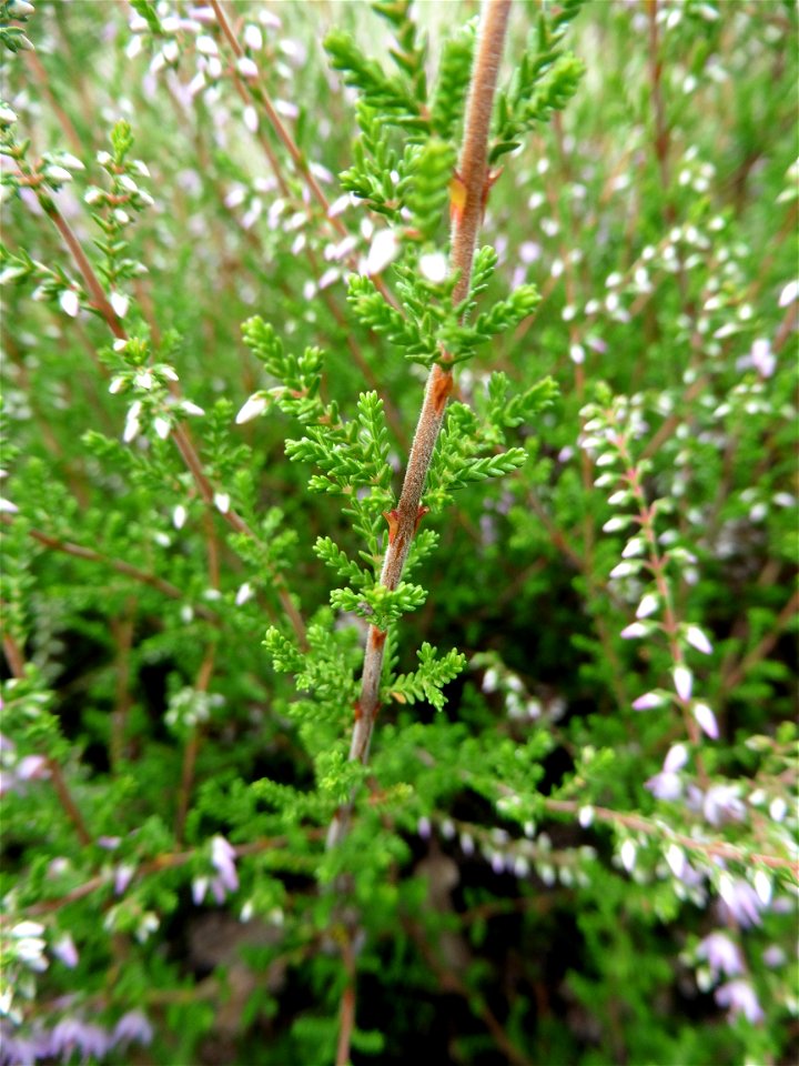 Calluna vulgaris (L.) Hull, 1808