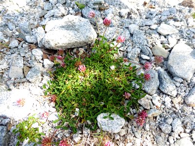 Trifolium thalii Vill., 1779