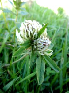 Trifolium ochroleucon Huds., 1762