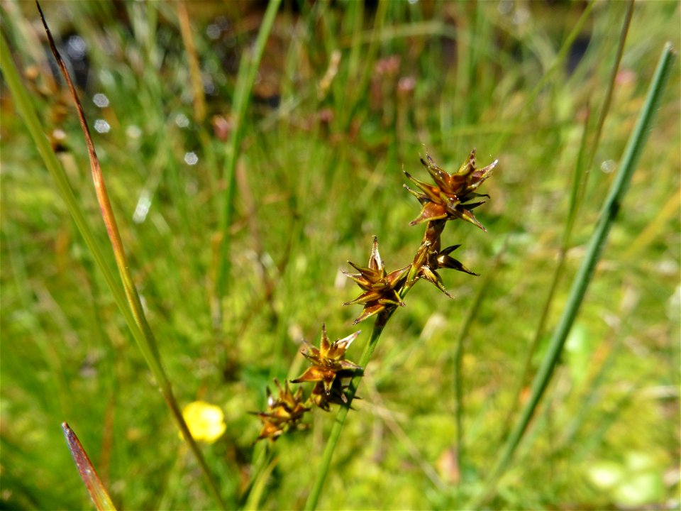 Carex echinata Murray, 1770